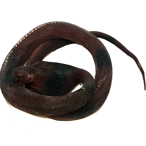 Kahve Renk Yassı Kafa Yumuşak Gerçekçi Kobra Yılan 95 cm