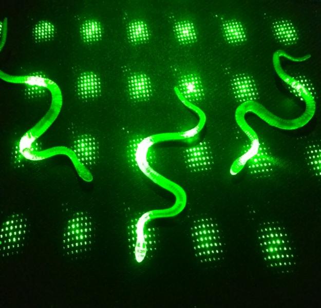 Şeffaf Renk Karanlıkta Parlayan Fosforlu Yılan 13 cm 1 Adet