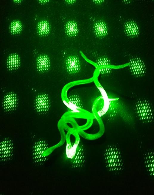 Şeffaf Renk Karanlıkta Parlayan Fosforlu Yılan 13 cm 1 Adet