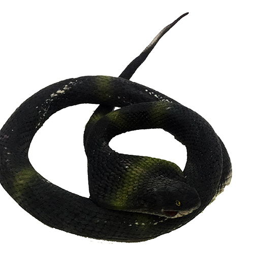 Siyah Renk Yassı Kafa Yumuşak Gerçekçi Kobra Yılan 95 cm