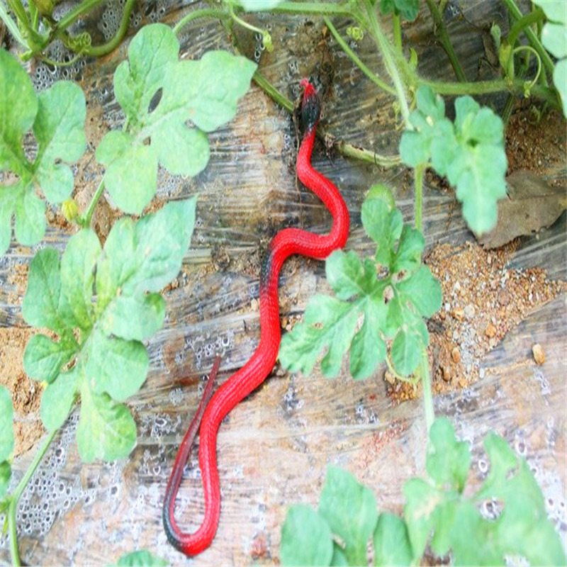 Toptan Şaka Yılan Et Yılan 37 cm 10 Adet